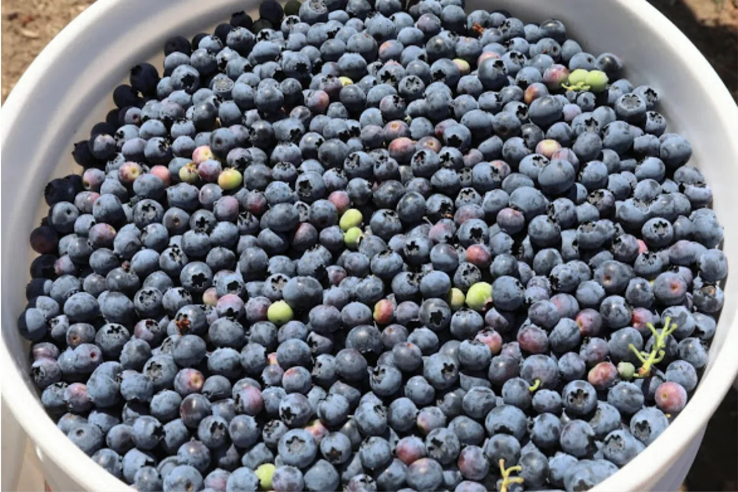 CBC: With nighttime temperatures of around 30 C, fruits had little time to cool down between scorching days. Pictured is a normal blueberry crop. (Michael Mcarthur)