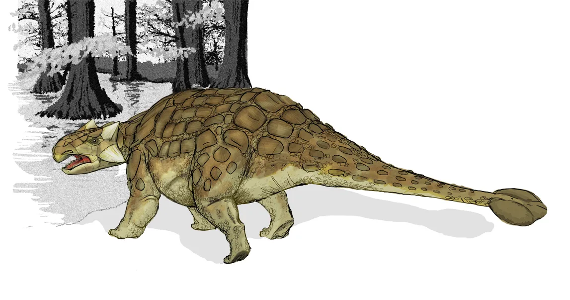 Ankylosaurus drawing - Mariana Ruiz Villarreal - LadyofHats/Wikimedia CC by 4.0