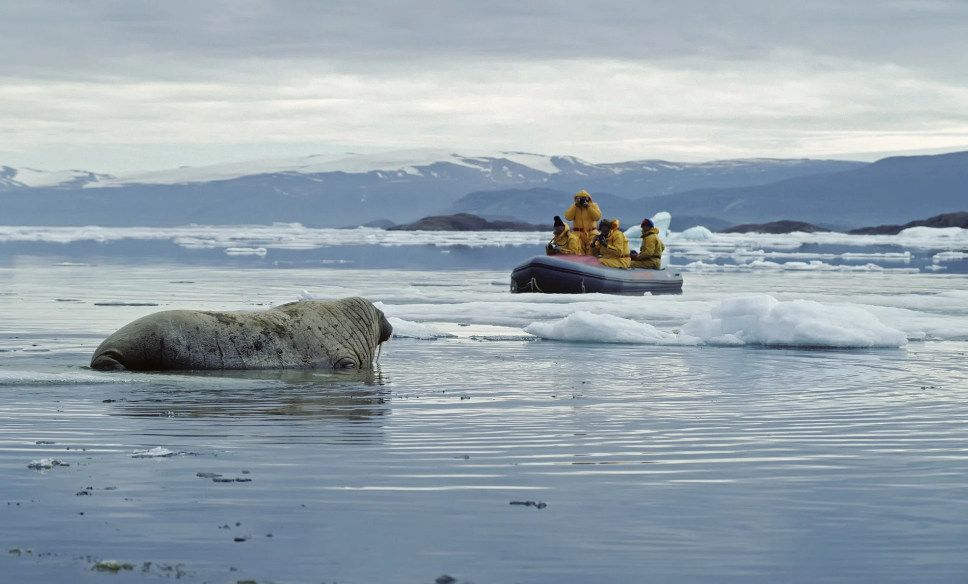 walrus in the arctic (JohnPitcher. iStock / Getty Images Plus)