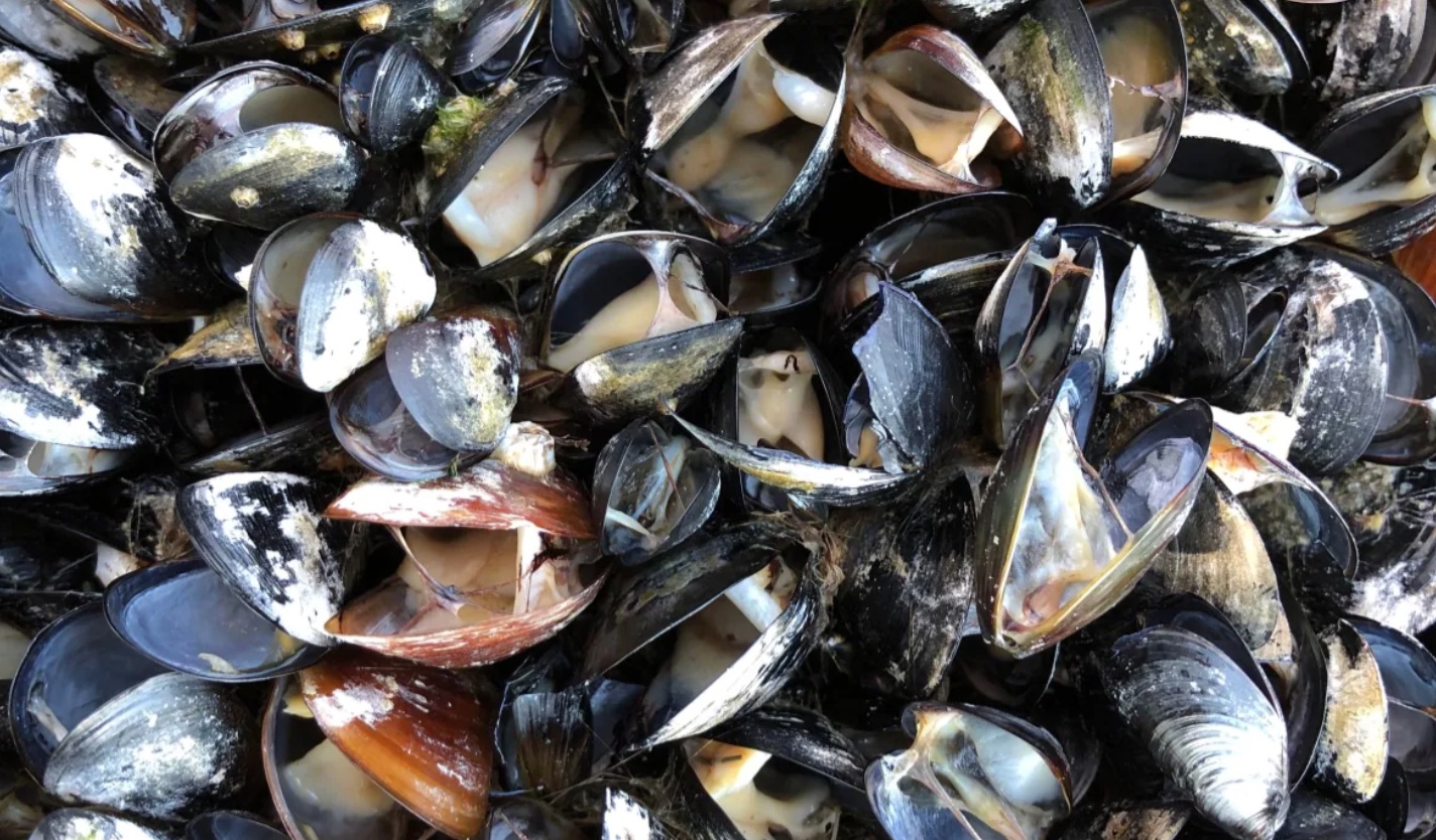 Mussels/Chris Harley/UBC
