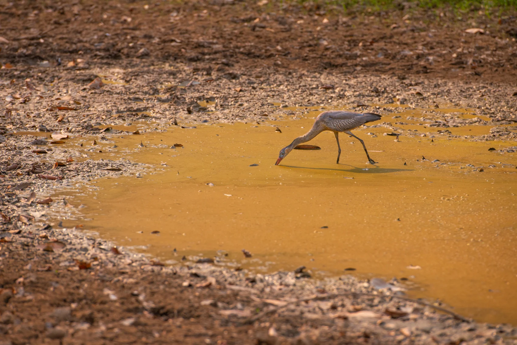 bird in a drought in brazil (Lucas Ninno/ Moment/ Getty Images)