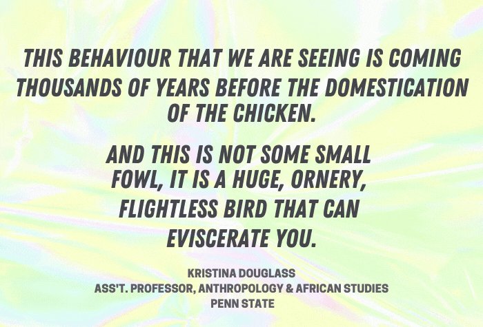 FINAL cassowary quote