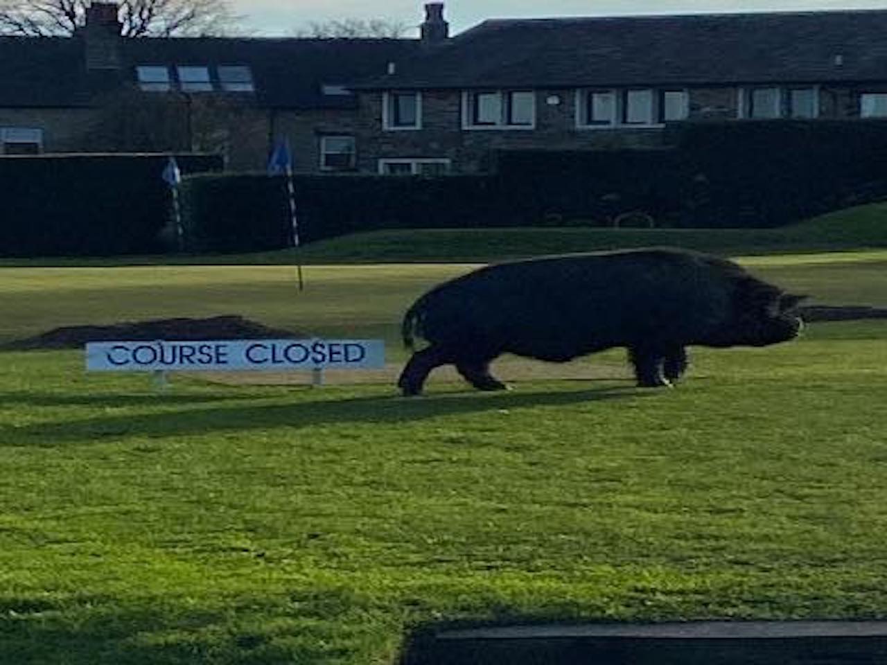 Wild pigs on U.K. golf course/Lightcliffe Golf Club/Facebook