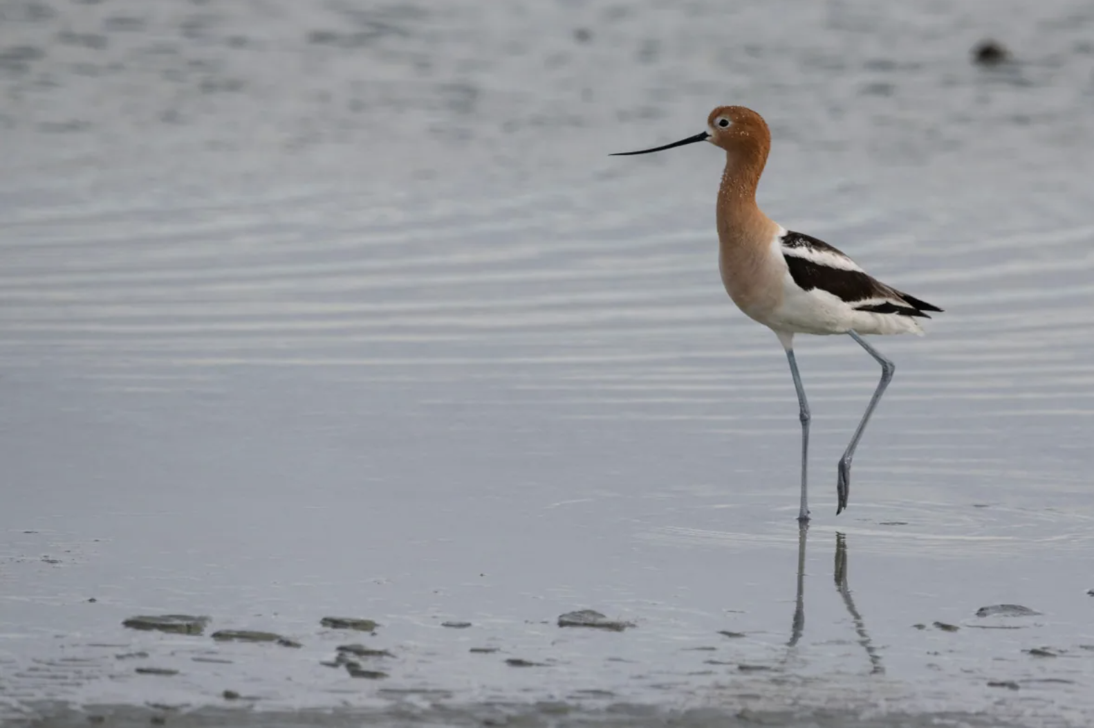 (Jason Bantle/Nature Conservancy of Canada) An American Avocet at the Nature Conservancy of Canada’s Mackie Ranch conservation project. The property is located along the eastern shoreline of Chaplin Lake, between Moose Jaw and Swift Current. (Jason Bantle/Nature Conservancy of Canada)