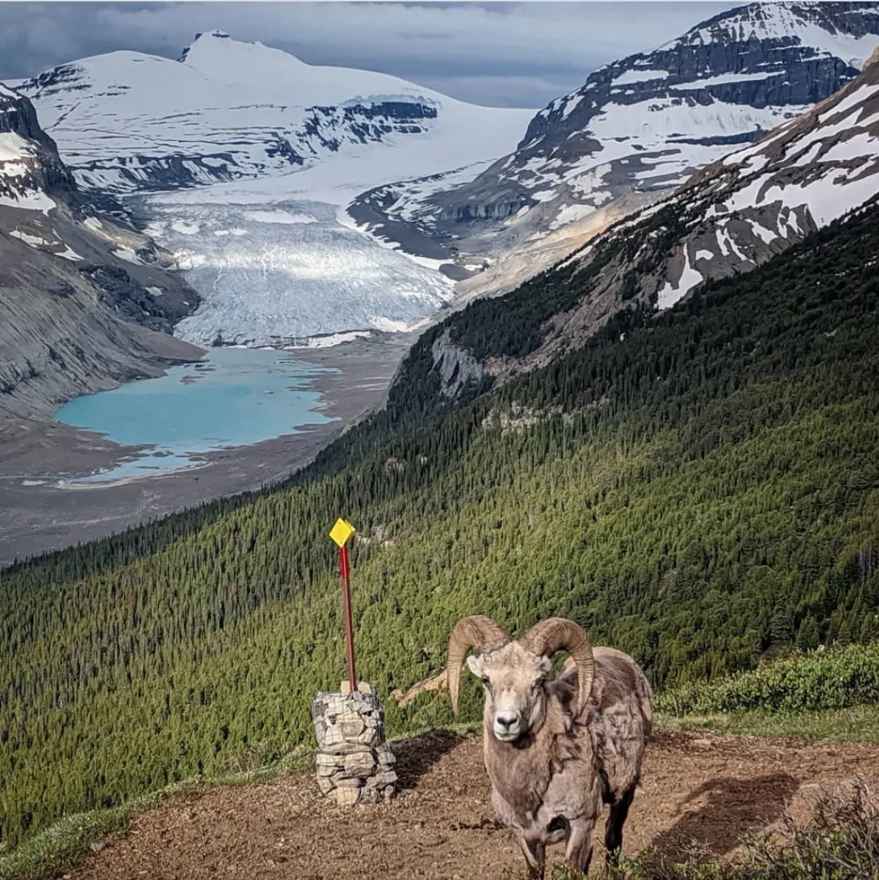 The Saskatchewan Glacier, part of the Columbia Icefields in Banff National Park, is the headwaters of the North Saskatchewan River. (Submitted by Kyle Schole/CBC)