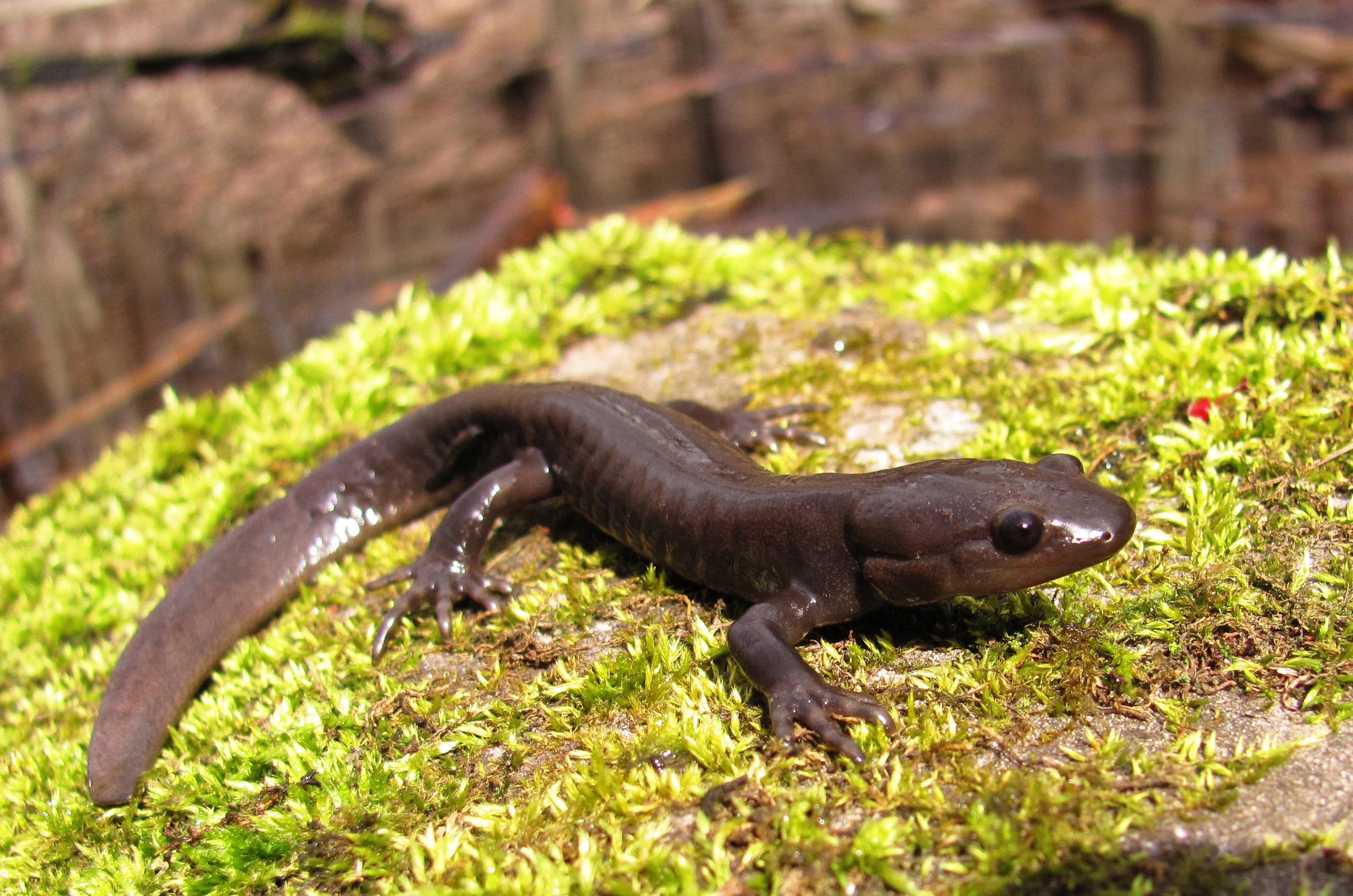 Jefferson salamander/submitted