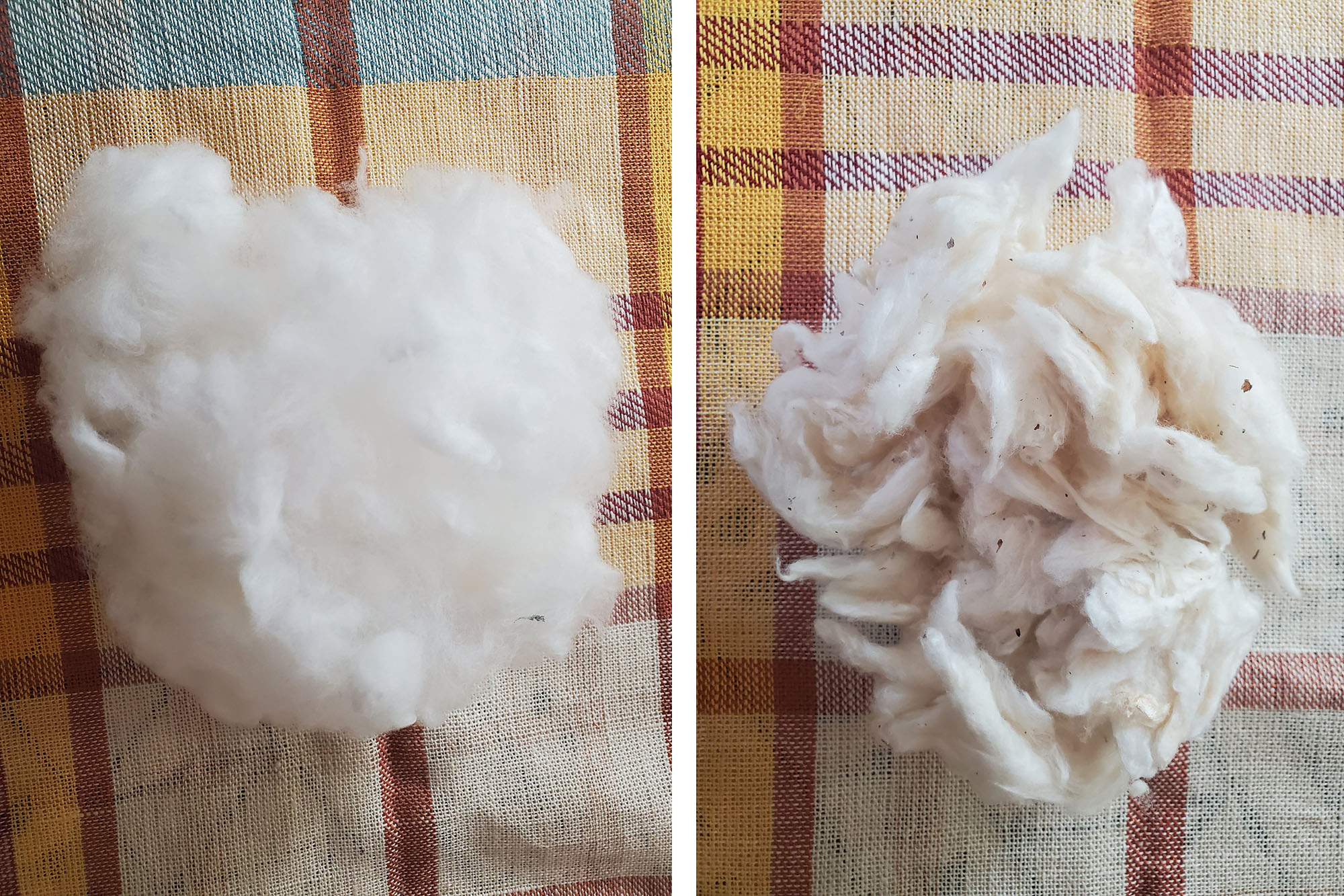 ginned cotton examples
