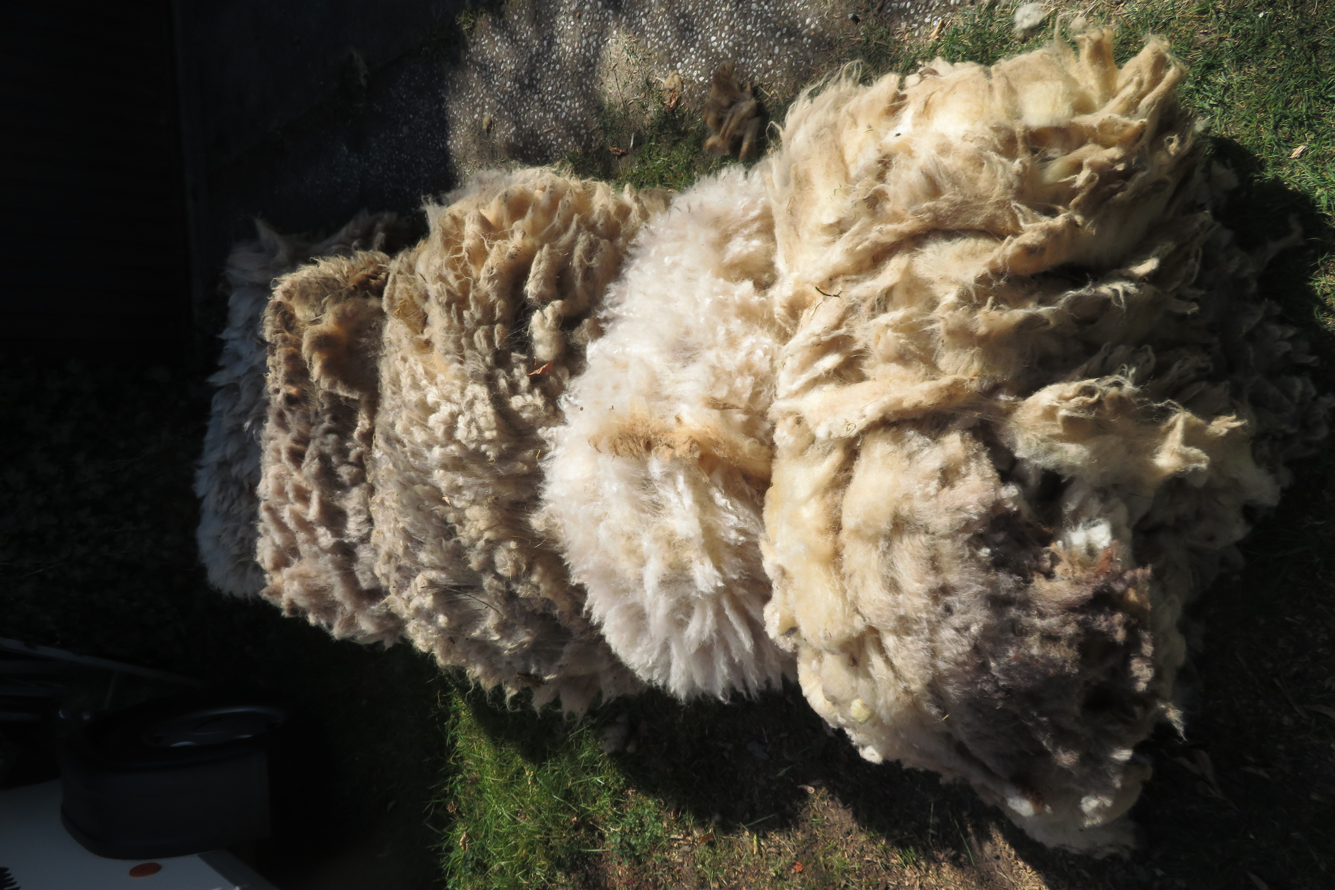 A swatch for a Shepherd 4, 5 fleeces-one year's harvest