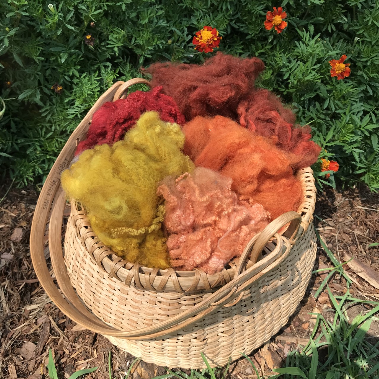 Dyed from plants in new dye garden