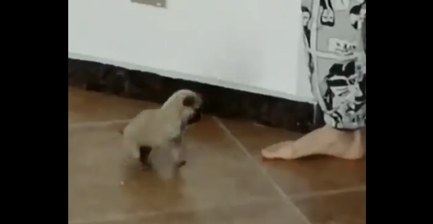 A small puppie ready to jump around