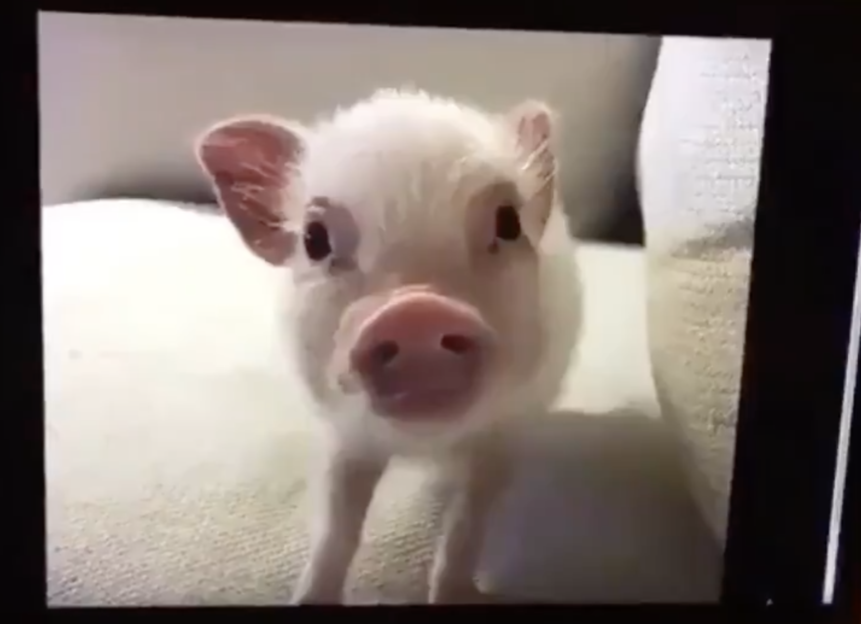 A tiny pig looking into the camera