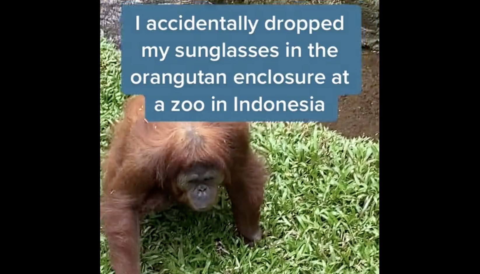 Picture of an Orangutan paired with the headline "I accidentally dropped my sunglasses in the orangutan enclosude at a zoo in indonesia"