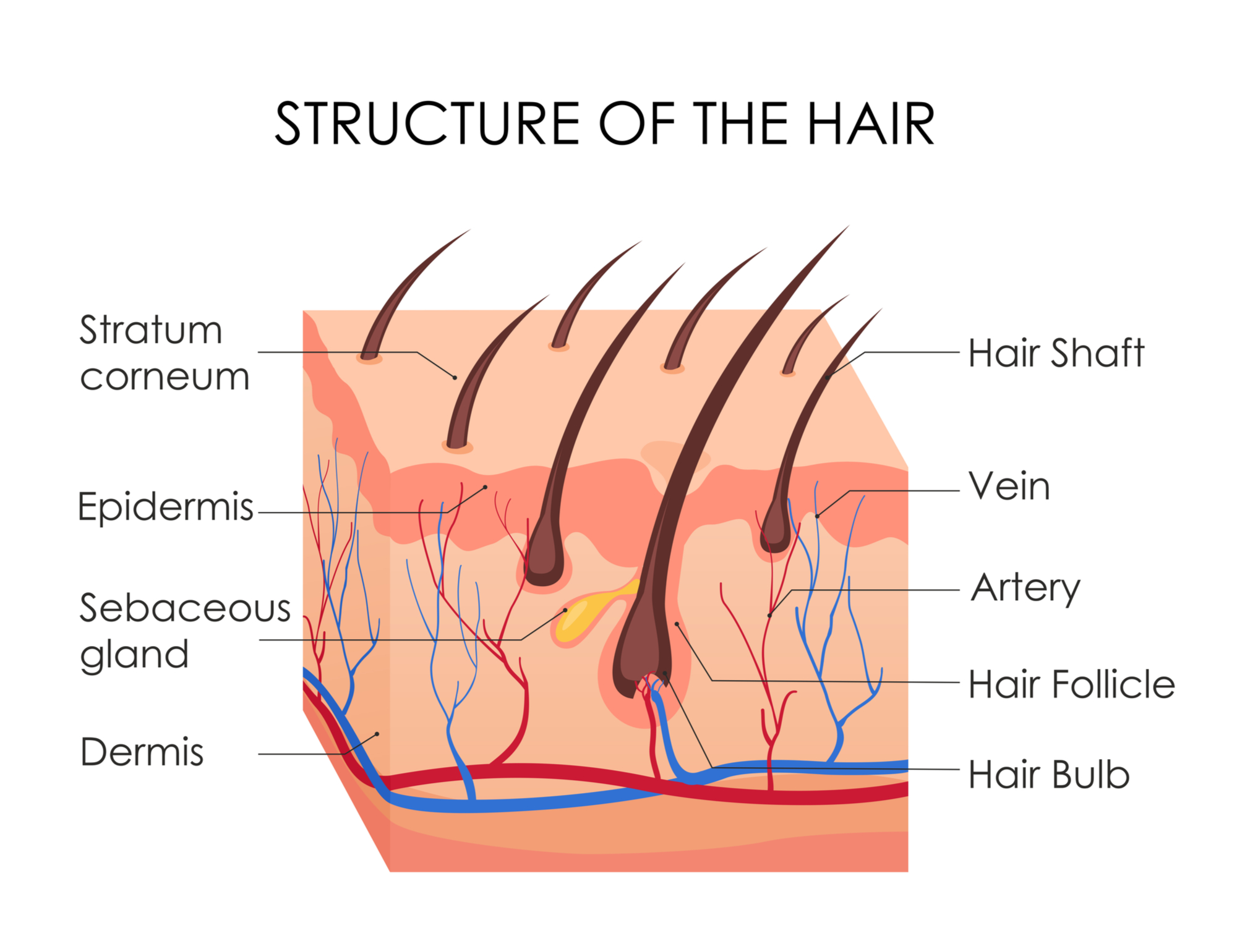 Hair and scalp diagram