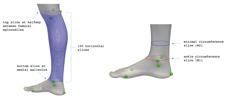 ankle measurements 1-768x336