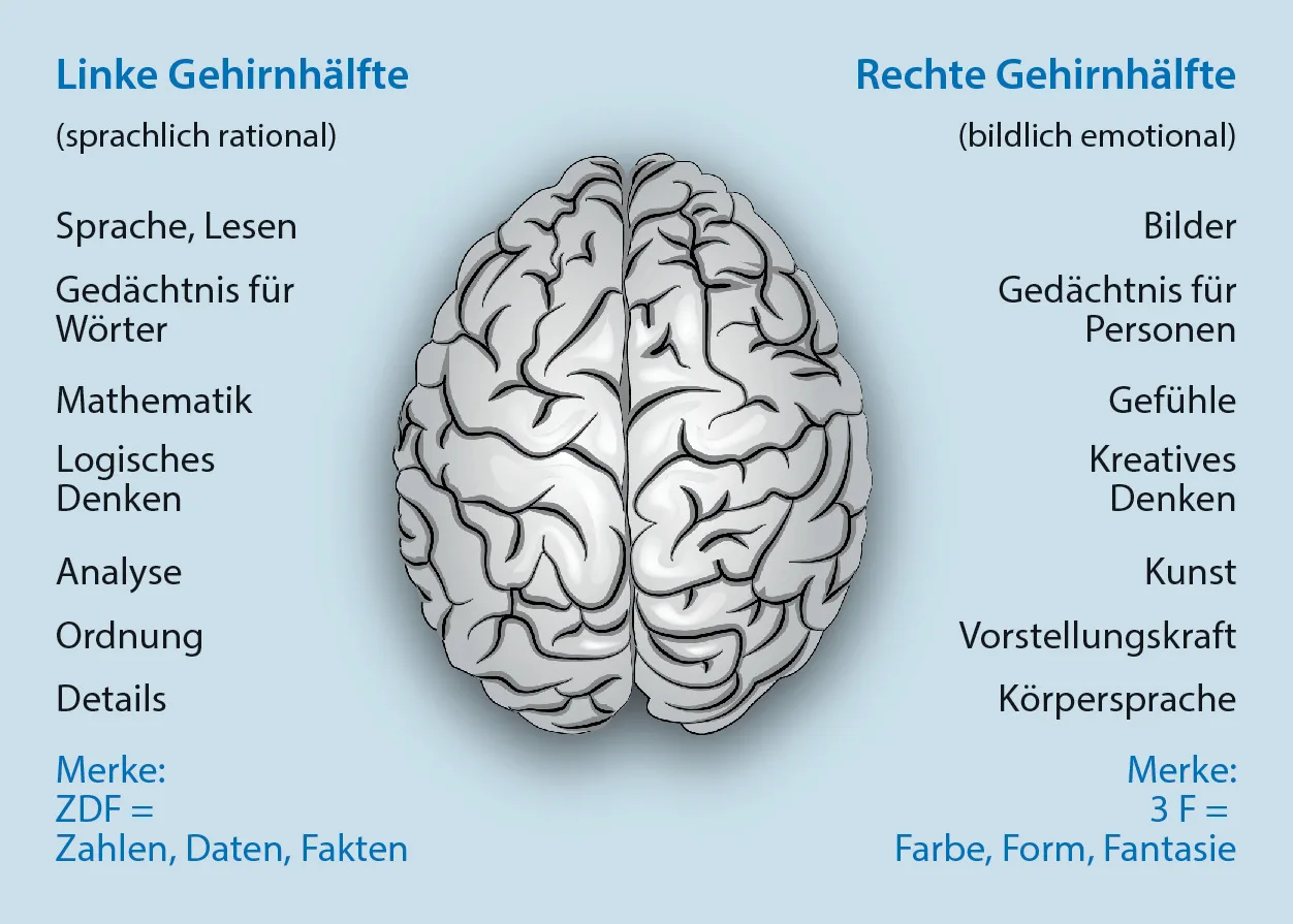 Gehirnhalfte-Quelle-Springer