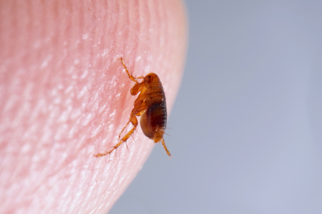Flea bite on human skin 