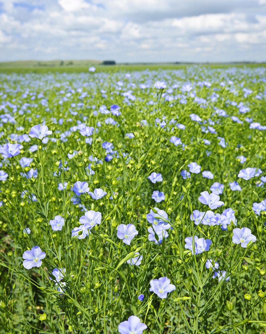 Flax field Re-sized
