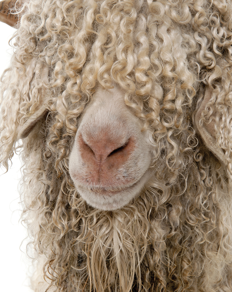 bigstock-Close-up-of-Angora-goat-in-fro-13876802 Re-sized