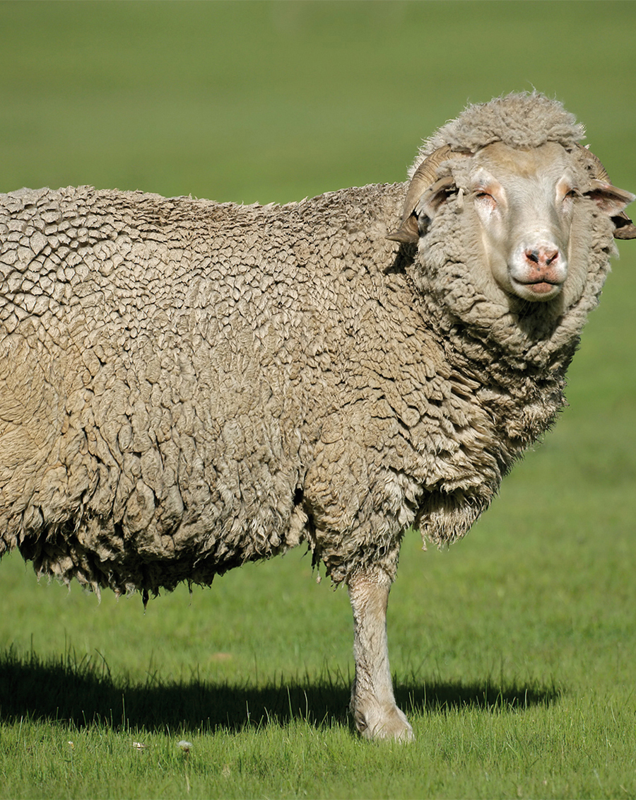 Merino-Sheep- Re-sized