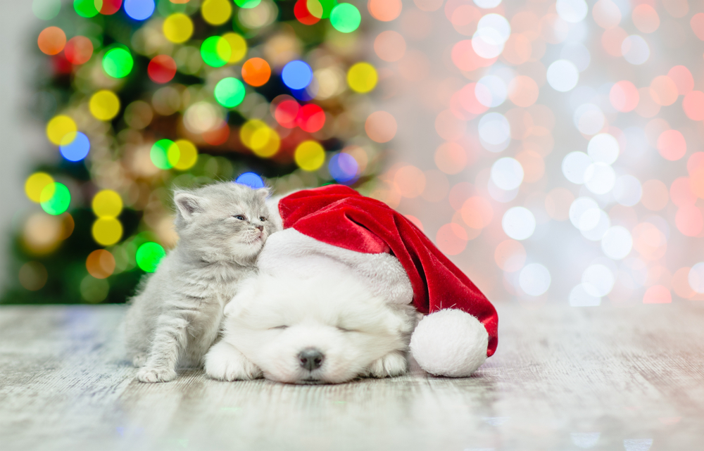 Christmas-Pet-Gifts 1203105397