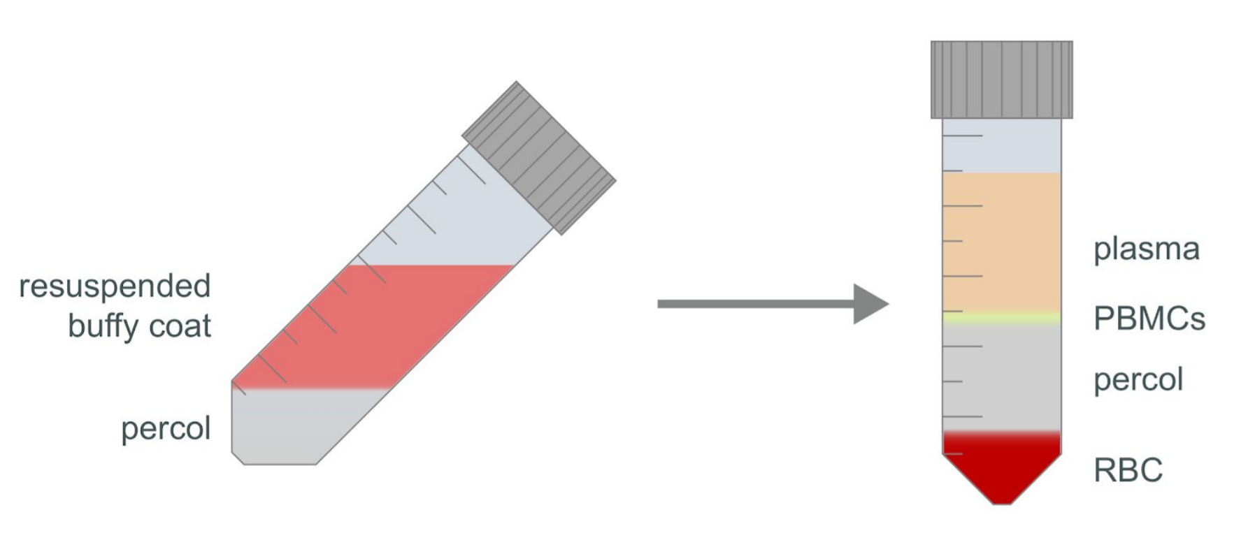 blood Pore-C diagram2