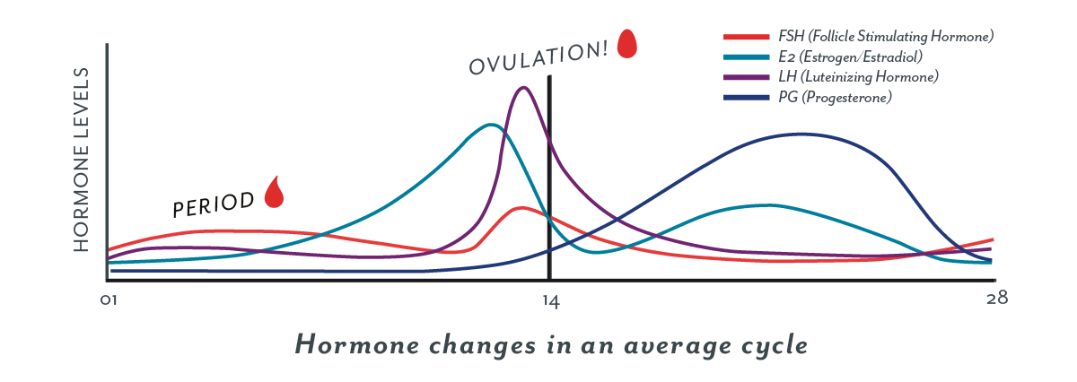 Ovulation Chart Hormones