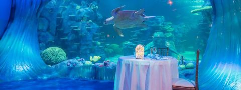 SEA LIFE Aquarium 3-course dining