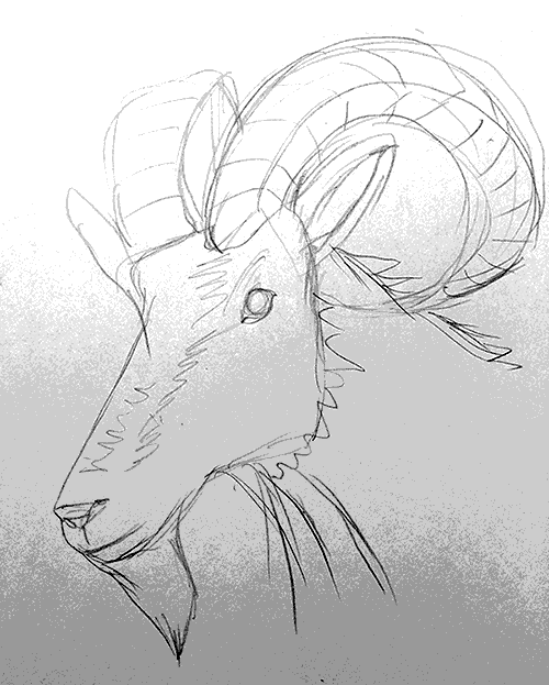goat-drawing