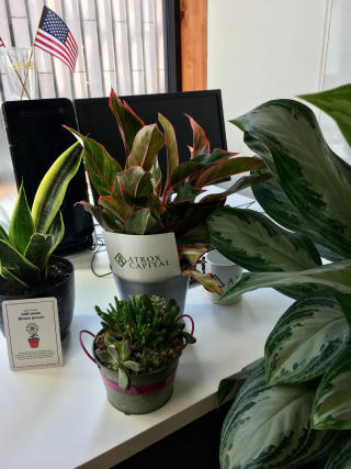 atrox-team-bonding-office-plants