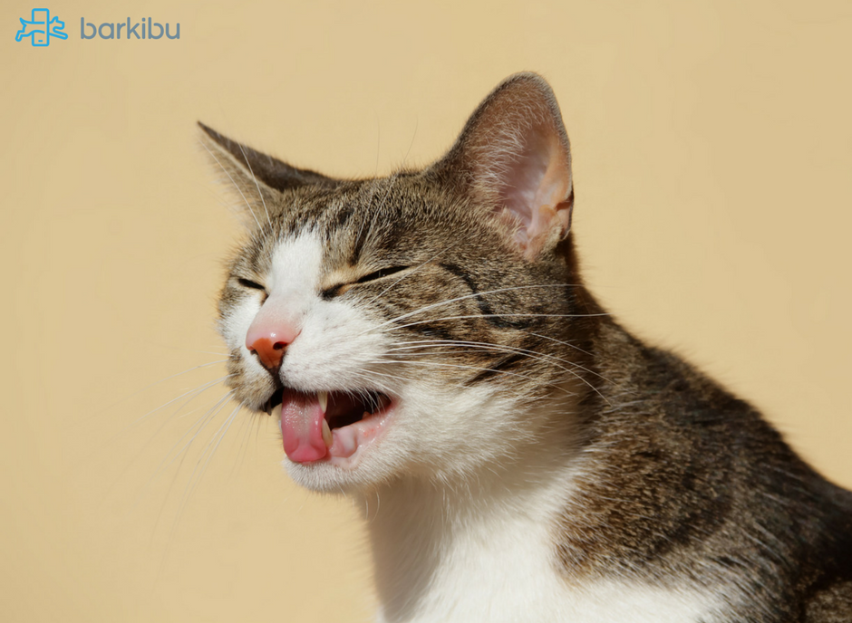 Cita Embrión terminado Conjuntivitis en gatos: Síntomas, cuidados y cómo reaccionar | Barkibu