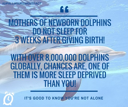 Mother dolphins don't sleep for 3 weeks having given birth!