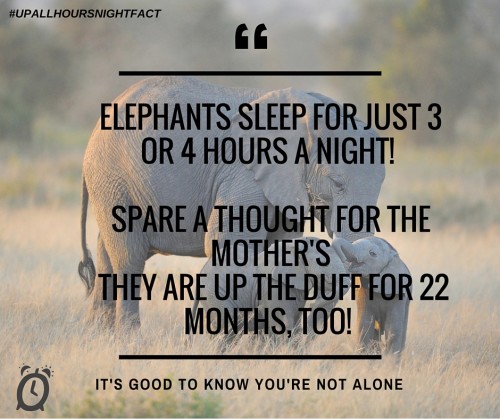 Elephants only get 3 or 4 hours sleep a night