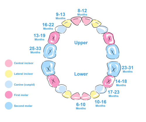 Teething diagram
