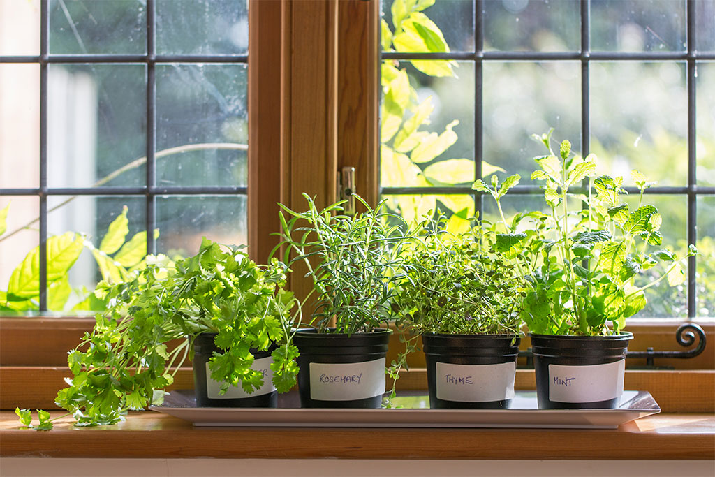 herbs in plant pots growing on a window sill