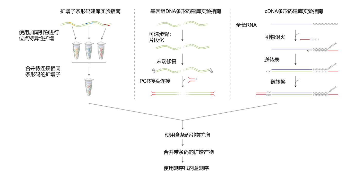 Chinese EXP-PBC096 Workflow