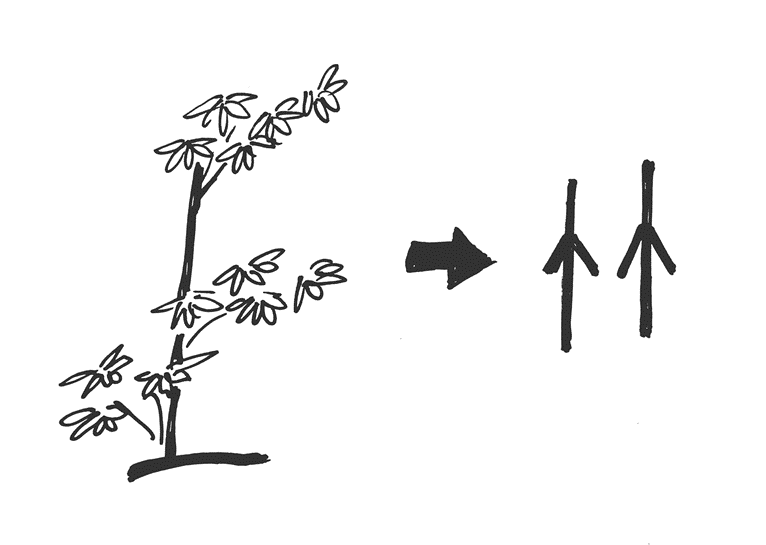 Chinese character for 'bamboo'