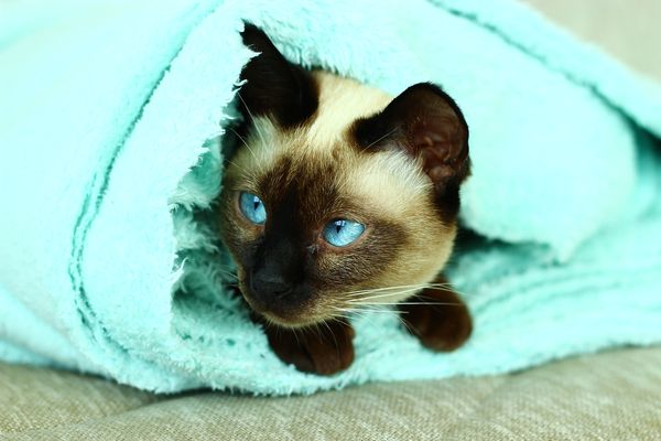 A cat wrapped in a blanket