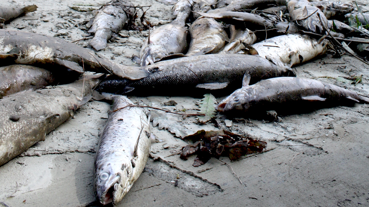What you can do about fish die-offs