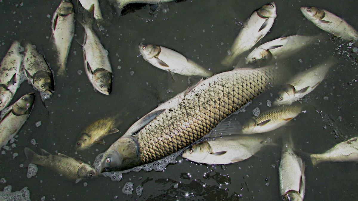If carp are dying, it's bad