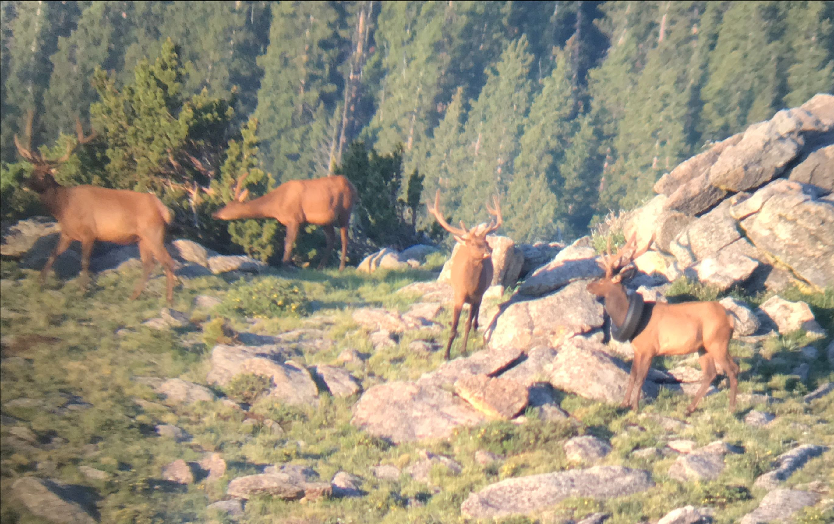 First sighting of tire elk