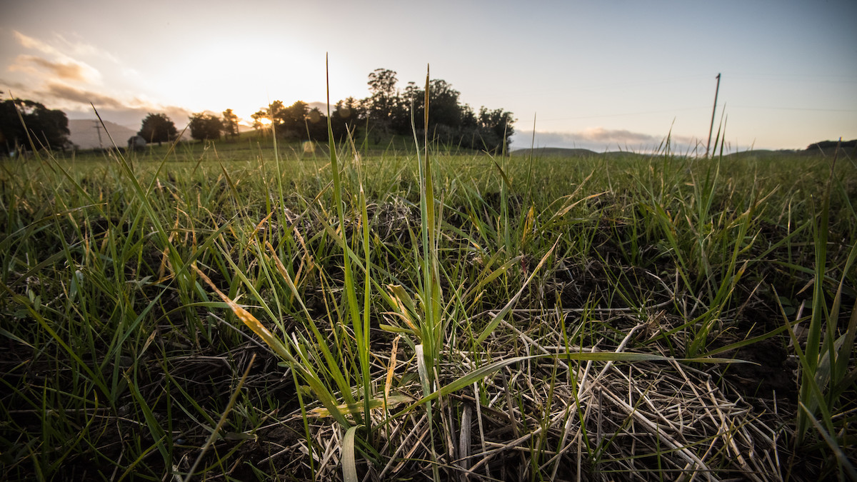 Grass cover crops