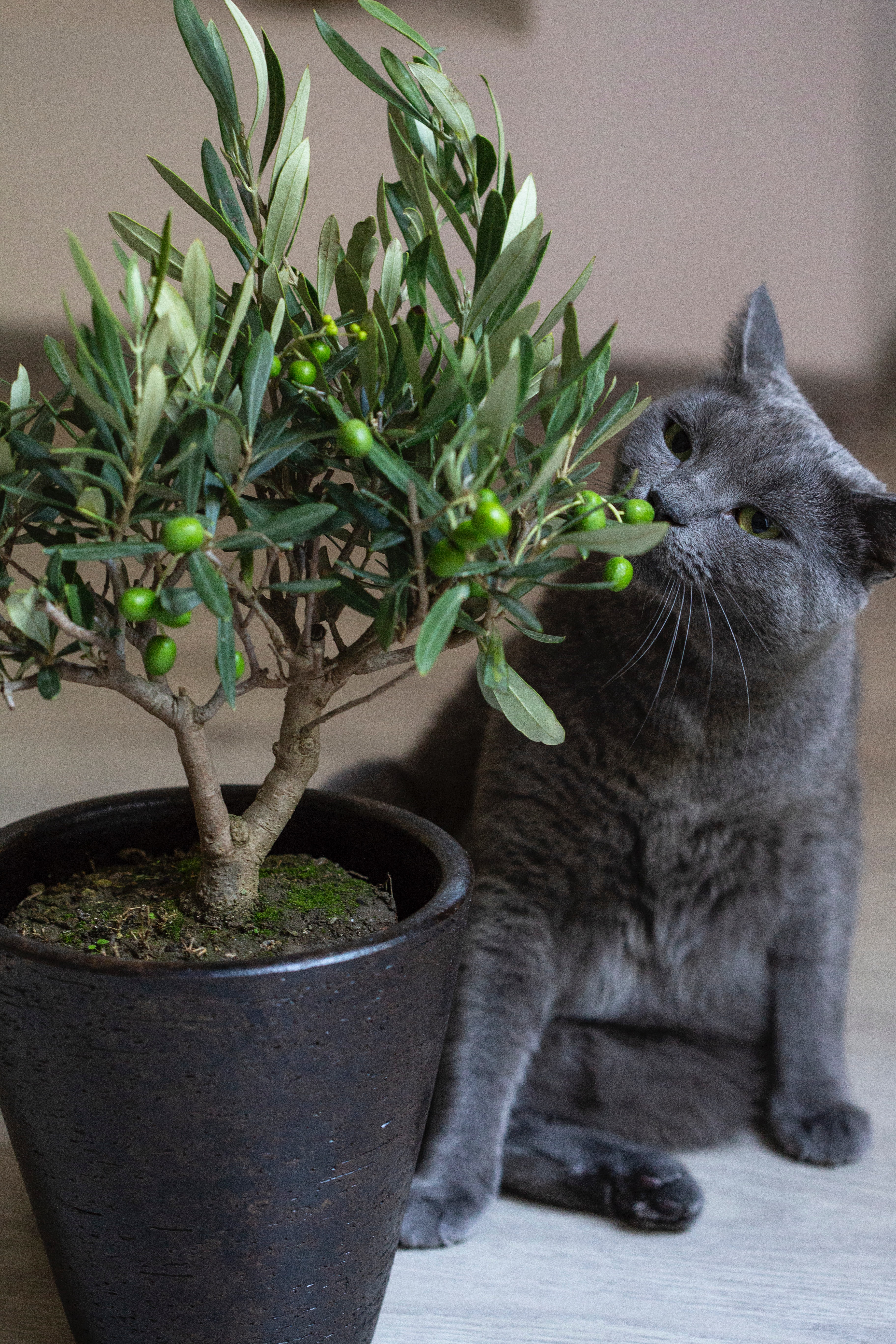Cat and Plant