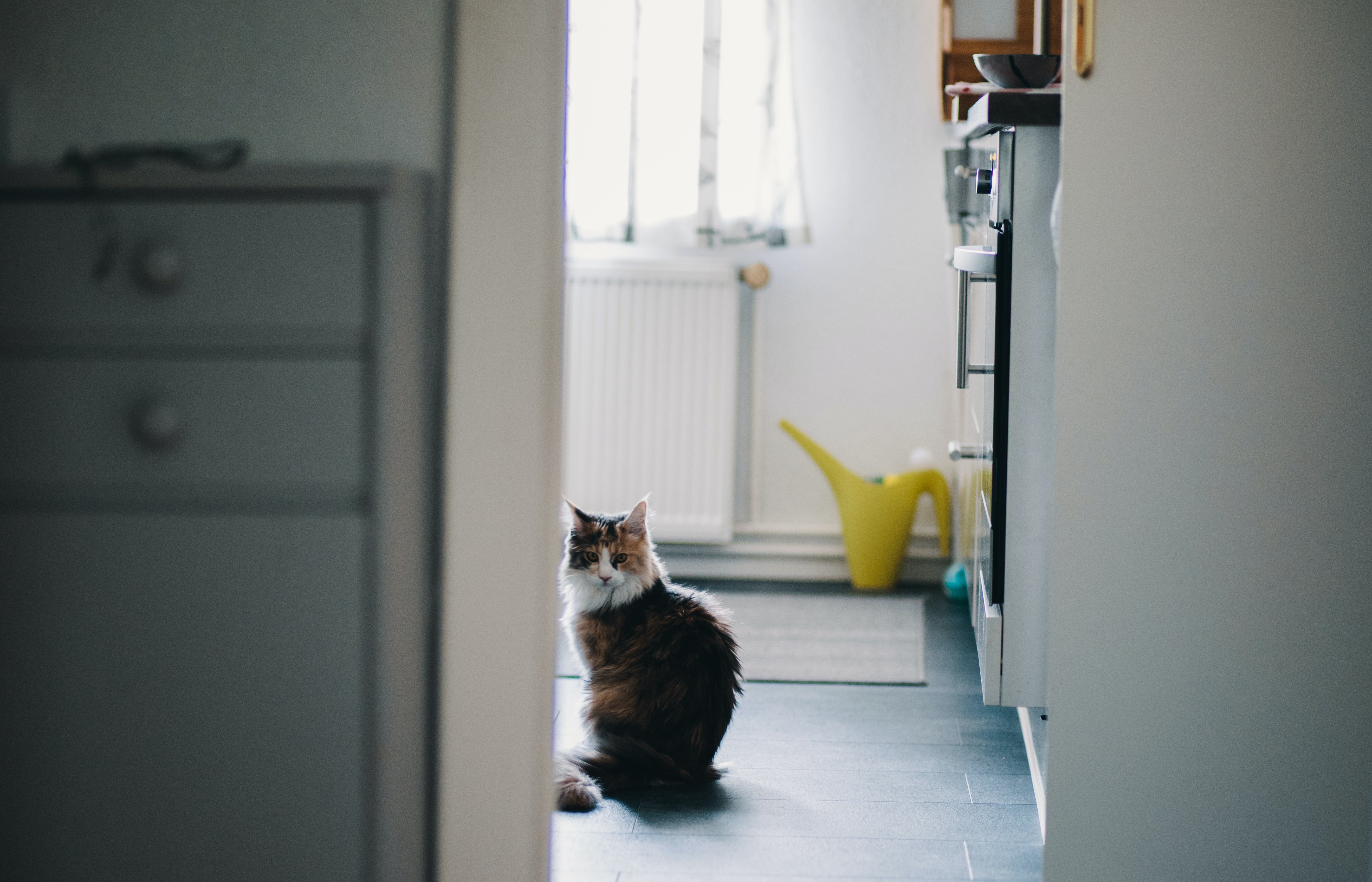 Cat in Kitchen