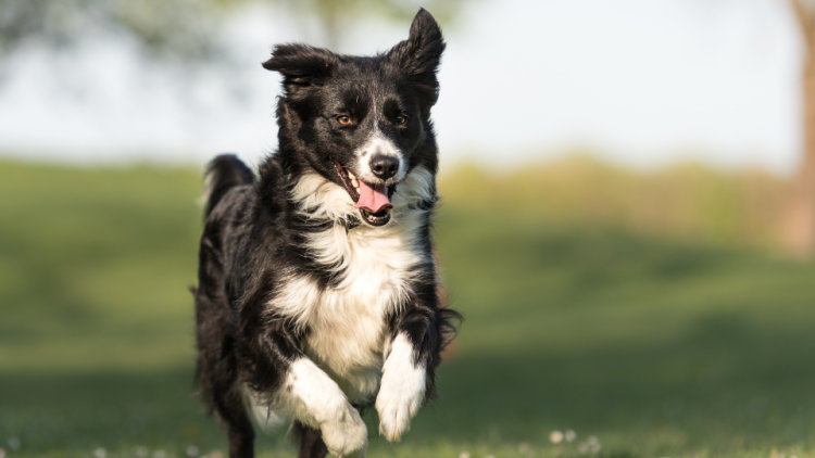 black and white bordie collie running