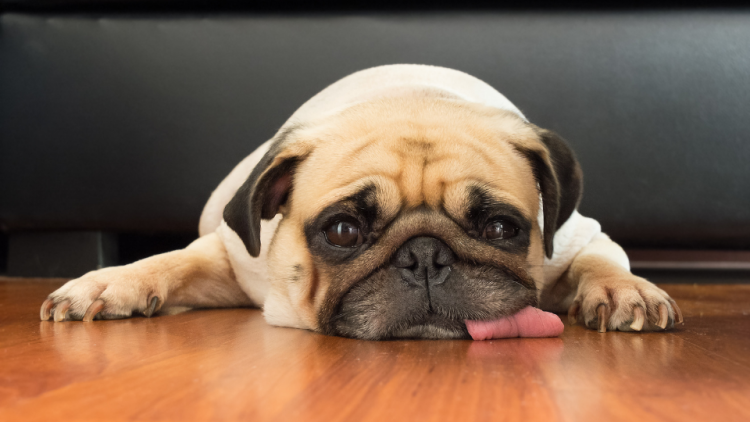 Lazy pug on wood floor with tongue out
