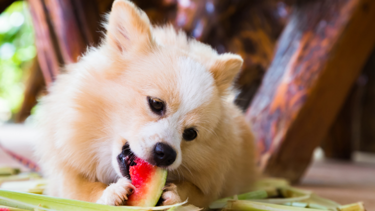 Dog biting a slice of watermelon