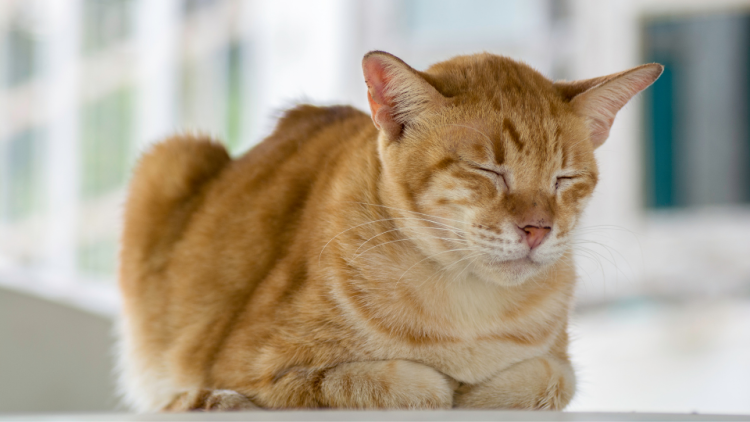 Orange cat laying down with eyes closed in discomfort