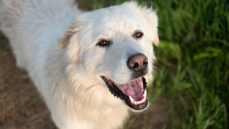 great pyrenees smiling
