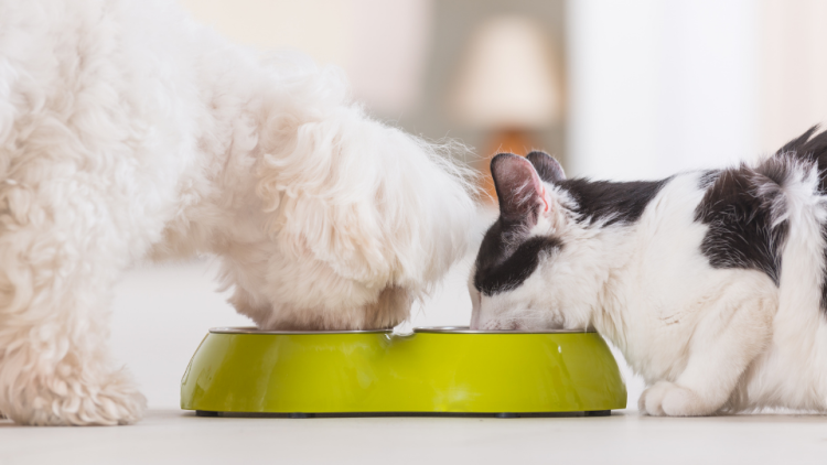 Dog and cat sharing food bowl