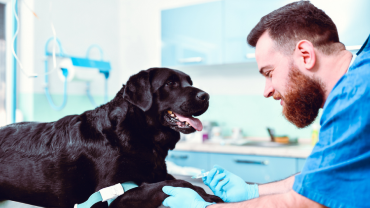 Black lab getting a vaccination shot from vet